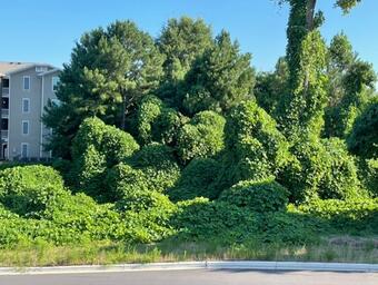 Green, leafy vines cover the trees, bushes and telephone poles on a hill outside of an apartment building