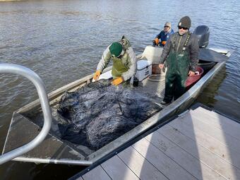 LADWF staff pull fish from a gill net on a boat on the Red River