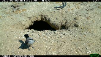 A loggerhead shrike next to a desert tortoise burrow