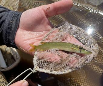 A juvenile chain pickerel captured as part of a population survey.