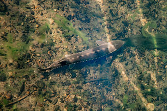 A river shortnose sturgeon swimming