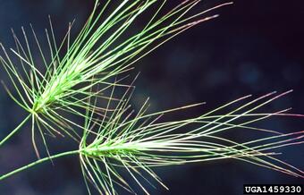 photo of two heads of grass on a black background