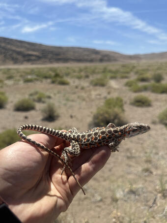 A female long-nosed leopard lizard in Nevada held by a researcher. 