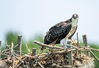 An osprey nestling, white, brown and black bird with yellow eyes sits on a nest made of sticks