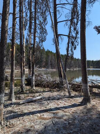 Dead lodgepole pine trees along the shoreline of a small lake.  Live trees are present away from the shore.