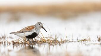 Dunlin shorebird in northern Alaska