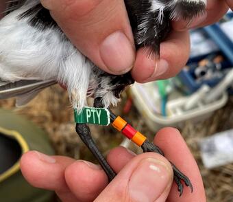 Researcher attaches a bird band to track the movement patterns of Dunlin shorebirds in northern Alaska