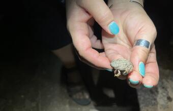 Close-up of hands holding a small toad
