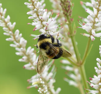 a bumble bee drinks from a white flower