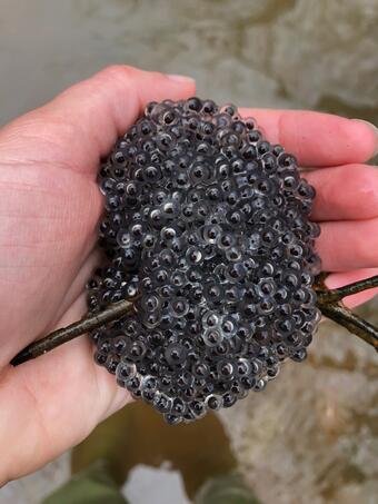 Tight cluster of leopard frog eggs in hand