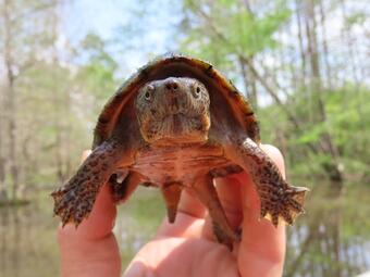 Razor-backed Musk Turtle