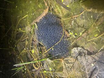 A Chiricahua leopard frog egg mass from a site in southeast Arizona