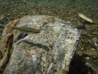 Redside Shiner fish in Ross Lake, WA