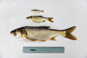 picture of silver carps