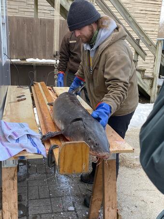 Jeremiah Shrovnal measuring a Lake Sturgeon