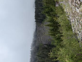 Barren talus in foreground, forested area in background with barren area in the middle, in a cloudy landscape