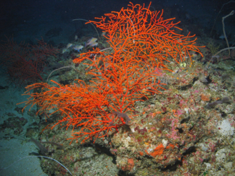 Bright-orange thin branching coral grows from ocean substrate