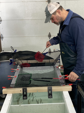 Researcher preparing to sample fish from swim flume