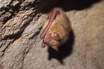 tricolored bat hangs upside down on a rock wall