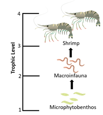 benthic lower trophic levels diagram