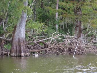 Turtle capture site