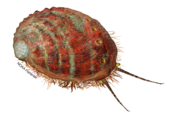 Pinto Abalone illustration