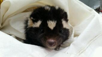 A young spotted skunk.