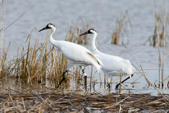 Two whooping cranes walking through a marsh