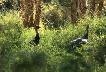 Two Wild Turkeys in tall grass near a wetland