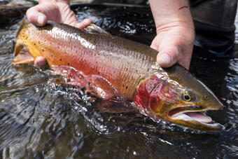 Yellowstone cutthroat trout