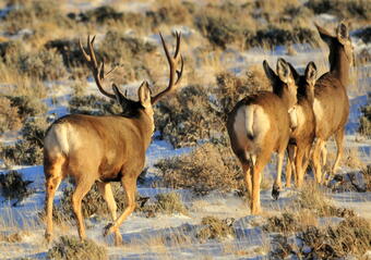 Image of mule deer buck and three does moving away from the camera. Dried shrubs and snow o n ground.