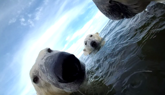 Three polar bears in water. left side is bears face close, center is bears face looking at you, right is part of bears' nose.