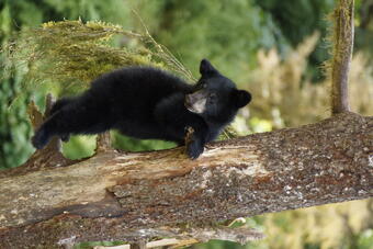 Black bear at Anan Wildlife Observatory, Tongass NF