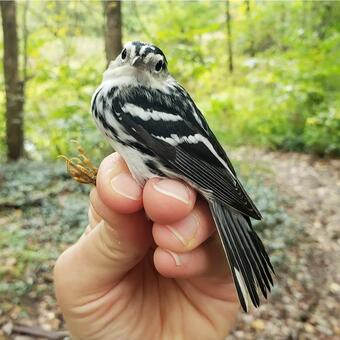 Small black and white songbird (warbler) being held in photographers grip by a bander in a green leafed forest.