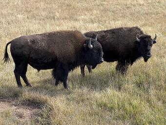 Bison in Yellowstone National Park