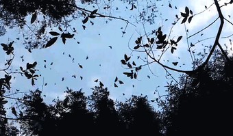 Animated GIF looking up a butterflies flying amongst tree cover.
