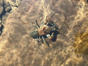 A crayfish sits on a rock under the water.