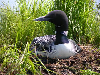 Common loon sitting in long grass