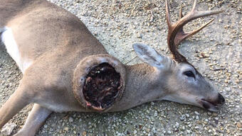 A dead deer lays on the ground with a large open wound on it's neck infested with New World screwworm larvae
