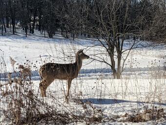 White-tailed deer in snow with forest in background and dried grass in foreground.