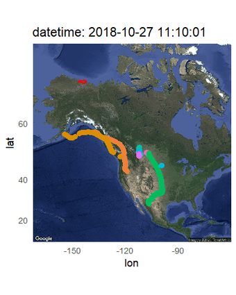 Animated plot of migration tracks for adult Snow Geese in the Western Arctic Population