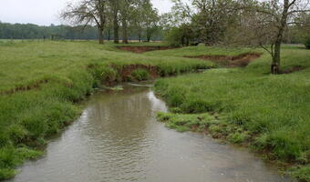 Small creek surrounded by long green grass and several trees