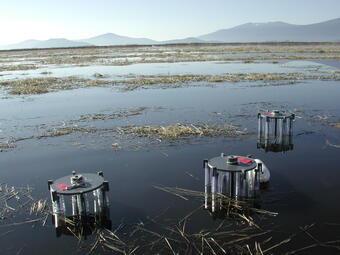 Three pore water samplers in water in a wetland