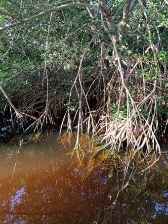 Mangrove forest in Everglades National Park