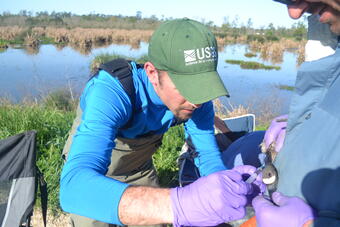 USGS scientist leaning over a duck taking a blood sample