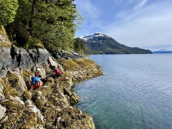 Two scientists examine a rocky shoreline covered in yellow algae and seaweed.