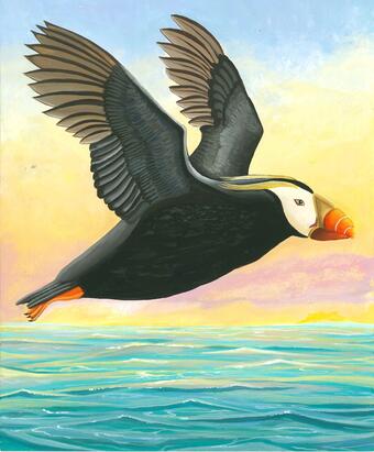 Colorful tufted puffin bird flying over the Oregon Coast