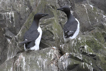 Close-up of two black birds with white underbellies on green rocky cliff. White guano on rocks.