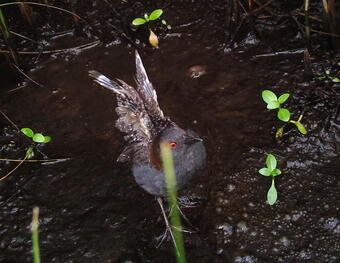 A male eastern black rail molting his feathers.