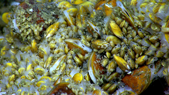 Photograph of dense beds of large and small Bathymodiulus mussels